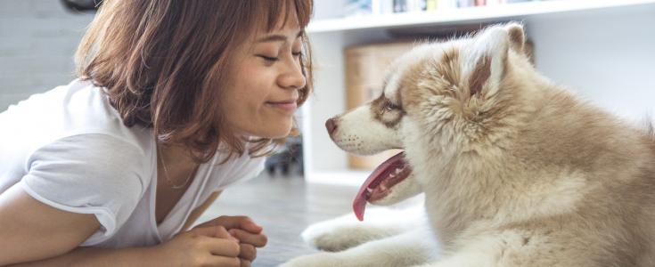 canine lymphoma what are the symptoms canine lymphoma symptoms